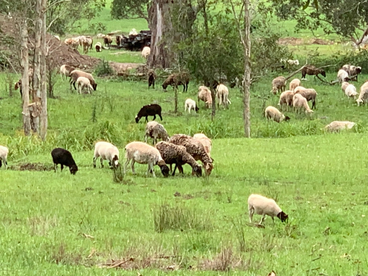 スーパー保湿成分『ラノリン』